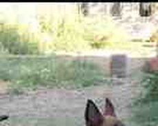 Belçika ovçarkası