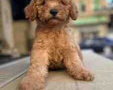 Pudel red brown