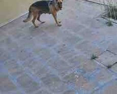 Alman ovçarkası balası