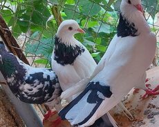 Boynu gülü Qarabaş kəkilli