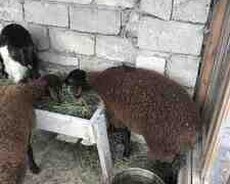 Quzular və keçilər