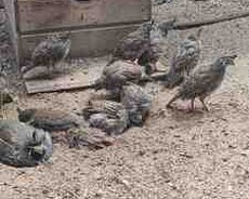 Kaliforniya bildirçini