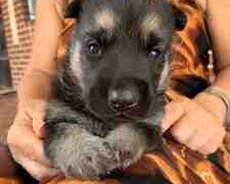 Щенки овчарки