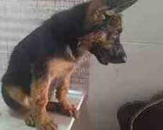 Alman ovçarkası balası