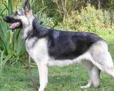 Щенята немецкой овчарки