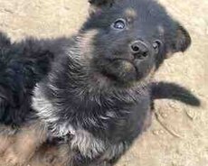 Alman ovçarkası balası