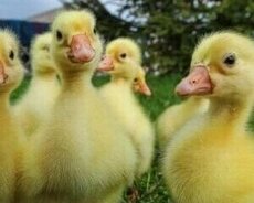 Qaz balaları satilir cinsi linda kuba qarisigi cox saglam qa