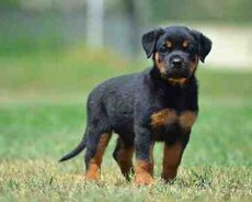 Rotveyler