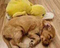 Koker spaniel balası