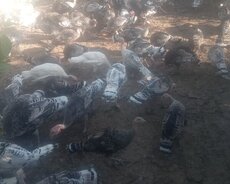 Saxlamaq üçün hunduşqa optaboy Neftçala rayonu