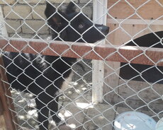 Отдам бесплатно в добрые руки