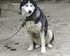 Bina evinə köçəcəyim üçün Xaski it hədiyyə edirəm