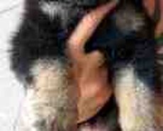 Alman ovçarkası balası