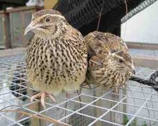 Mayalı bildirçin yumurtaları