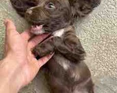 Koket spaniel balaları