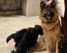 Alman ovçarkası balası