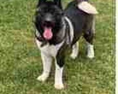 Amerikan Akita-inu
