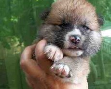 Akita-inu balaları
