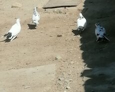 5 ədəd göyərçin çatdırılma yoxdur ünvan pirşağı
