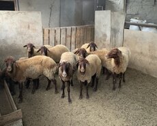 Razilsma yolu ilə satilir