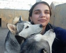 Seyyar Baytar Veterinar