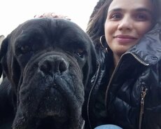 Baytarliq xidməti (Veterinar)