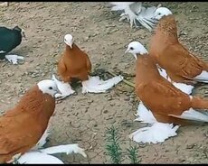 Kom alana 220 manat cut 50manat