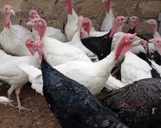 Hinduska kanada sortu