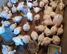 Broyler çolpalar satılır