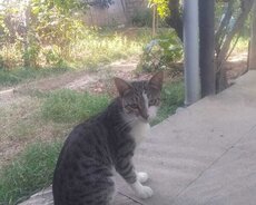 Pişik xeyirxah əllərə verilir
