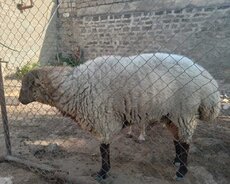 Damazlıq erkək qoç satılır