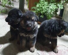 Alman ovçarkası balası