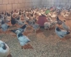 Serebrist colpalar Satilir