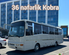 36 nəfərlik avtobus kobralar