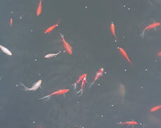 Yapon qizil baliqlari