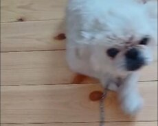 Erkey pekines satlir qiymətinin ucuz (gözəl balalar verir aga