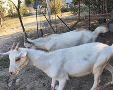 Sanen keçi balaları