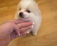 Pomeran şpits balaları