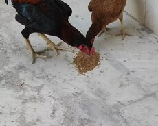 Heyratı toyuq xoruz toyuq