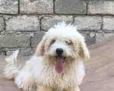 Pudel