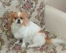 Pekines