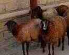 Quzular və qoyunlar