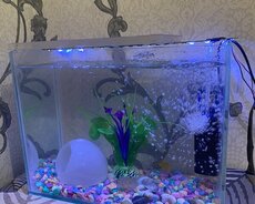 Akvarium Hərşey daxil