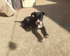 Pitbul