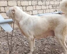 Alabay deyerinden cox cuz