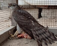 Sahin qusu. Qizilqus