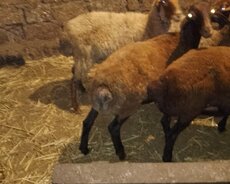 Damazlıq quzular tam sağlam