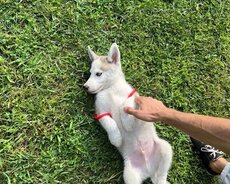 Safqan Siberian Husky