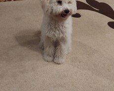 Ev heyvanina baxmaq üçün 10 günlük baxici axtarilir