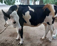 Sağlam İnək satılır